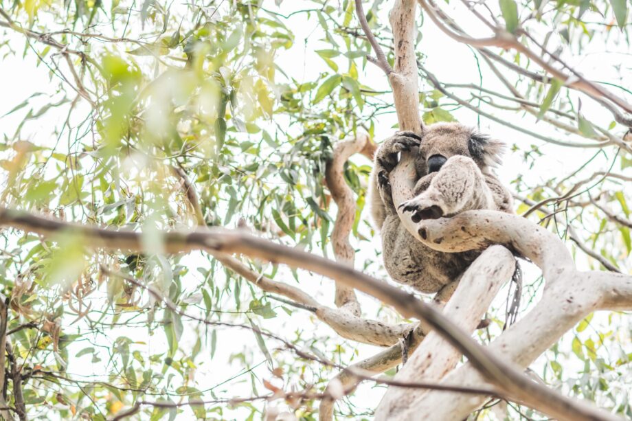 Koala sleeping in a eucalyptus tree
